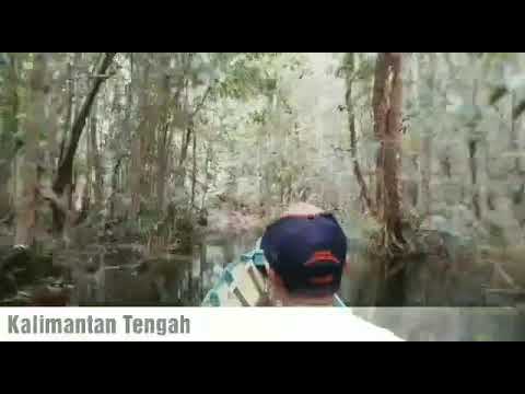 Taman Nasional Sebangau (kalimantan tengah)