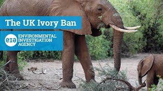 The UK Ivory Ban