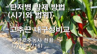 탄저병 방제방법(시기와 범위)/고추끈 내구성 비교/주간 고추농사(7/10~7/16)