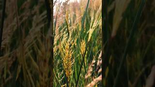 Download lagu Chinna Chinna Aasai WhatsApp Status 💕 heart touching status | #status #whatsappstatus mp3