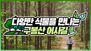 전남 광양 구봉산 '어사길' 소개