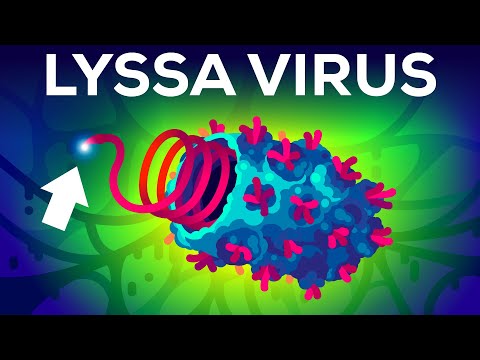 The Lyssa Virus - the Deadliest Virus Known to Man