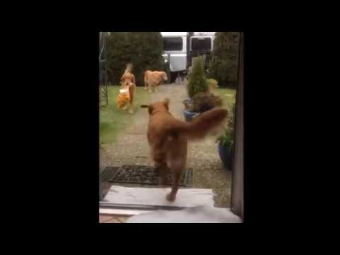 THIS IS WHY WE ALL LOVE DOGS | CUTE LABS HELPING THEIR OWNERS CARRY BAGS | 2016