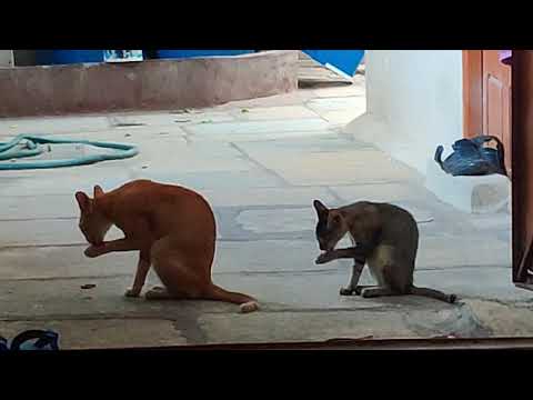 Meow meow mother and son , same posture same nautanki #meow