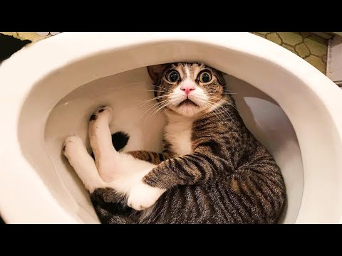 funny cats videos meow l cat lover a tom cat coffee l adil vlogs