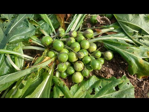 Very Prolific Mandrake Plant (Mandragora officinarum) And Fruits Are Picked