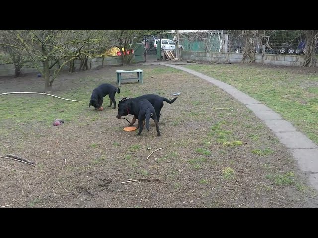 Rottweiler cachorro en venta