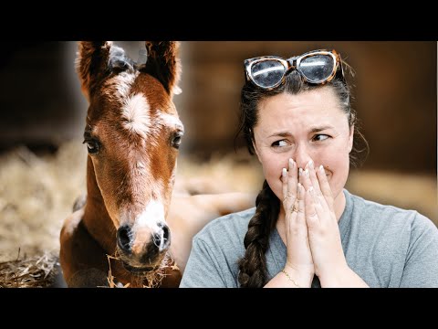 New Stallion Prospect? Phoebe had her foal!