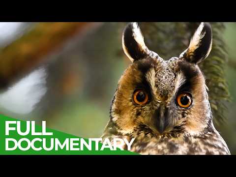 Seasons of the Forest: Journey Through The Untouched Wilderness of Hungary