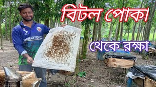 বর্ষা মৌসুমে বিটল থেকে কিভাবে খামারকে রক্ষা করবেন।।