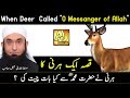 Story When The Deer Talking To Prophet Muhammad ﷺ Maulana Tariq Jameel Bayan 2017