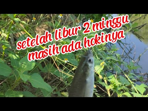 Masih di kasih hoki setelah libur 2 minggu || mancing ikan belanak