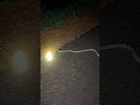 Jararaca na estrada Querência Mato Grosso. #jararaca