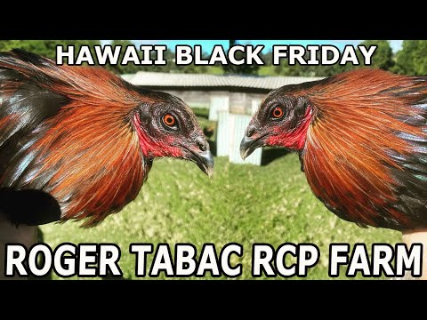 HAWAII Pure Black McRae RCP FARM in Hawaii