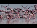 Flamingos In Etosha National Park Lesser And Greater Flamingos