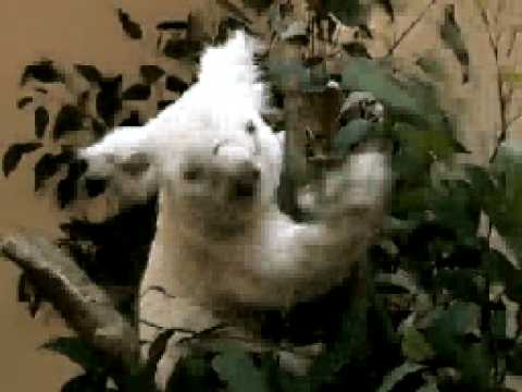 White Koala