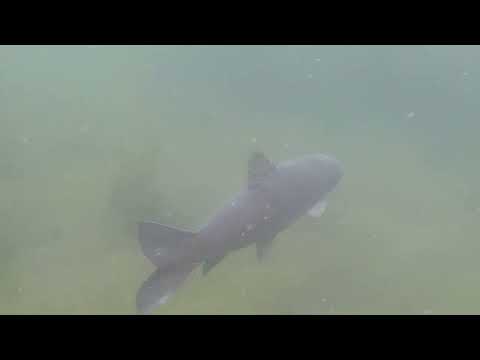 Lago di Monate - Carpe (Diem) - 4/6/23