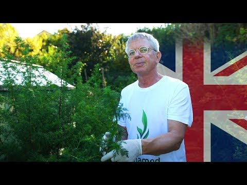Artemisia annua anamed - from seeds to tea