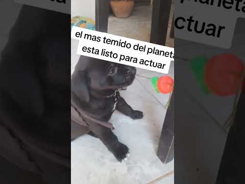 rocko el perro ravioso