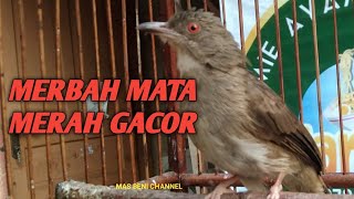 Download lagu SUARA PEMANGGIL MERBAH MATA MERAH GACOR mp3