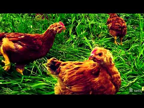 Buffalo Jidori - Sato Brewpub