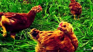 "Buffalo Jidori" - Organic Free Range Heritage Yardbirds of Buffalo