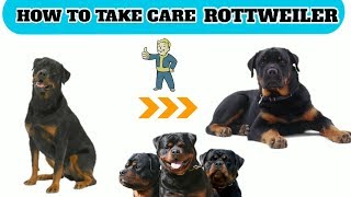 How to take care Rottweiler  in Hindi  how to main