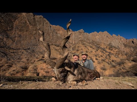Tajikistan - Markhor / Urial / Marco Polo