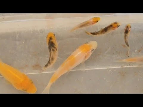Koi Breeding 19 EP 13 - Koi Fry Update