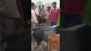 জামতলা গরুর হাট..আছারগাঁও নান্দাইল ময়মনসিংহ