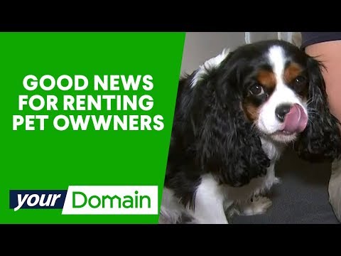 Should pets be allowed in rental properties? | Your Domain