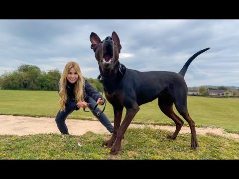 EL PERRO ROJO CHINO (Laizhou Hong) ¿Mejor que el dóberman pinscher? Laizhou Hong 莱州宏