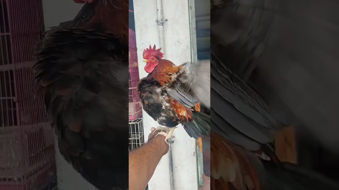 A table fighter cock # 1 👍 to bantahay # Mysore pet world Mysore pet world # Mysore