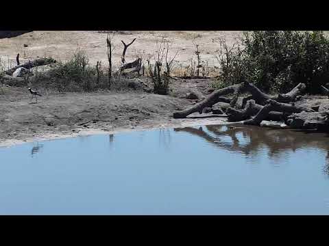 Djuma: Water Monitor Lizard - 11:57 - 10/07/19
