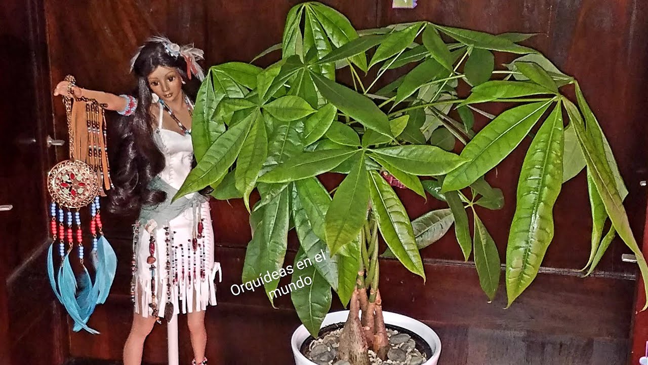Pachira aquatica (money tree) Árbol del Dinero ¿cómo cuidarla? #Jardín ║Orquídeas en el mundo