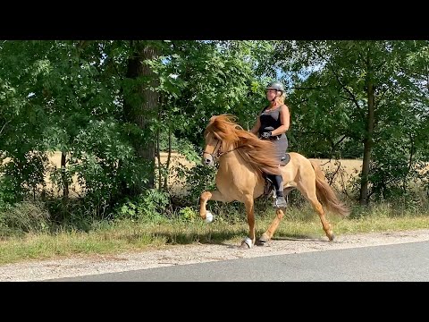 SOLD - Kat.Nr. 12 - IS2016157811 - Randver frá Varmalæk - TheHorseSeller´s November Hammer