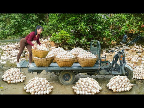 Harvested Over 1000 Duck Eggs from Ducks Farm - Use Truck to Transport Many Ducks Eggs Go To Sell
