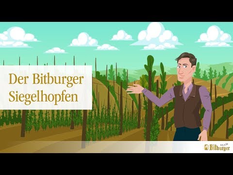Bitburger erklärt: Der Bitburger Siegelhopfen