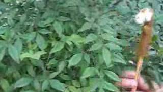 COMIENDO BANANA - CHEP!