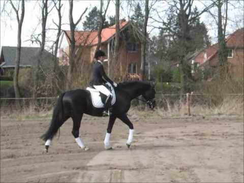 BLACKSTAGE 3j. Hann. Hengst v. Bon Bravour - Ferro