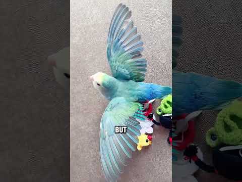 The Cutest Dancing Lovebird Ever #animals #parrot #cute