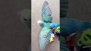 Download lagu The Cutest Dancing Lovebird Ever #animals #parrot #cute mp3