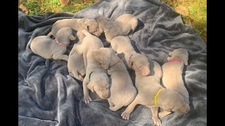 Video preview image #1 Weimaraner Puppy For Sale in LANSING, NC, USA