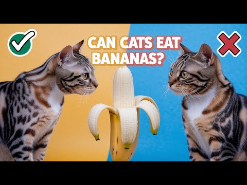Should You Feed Your Cat Bananas? Vet-Approved Answer!