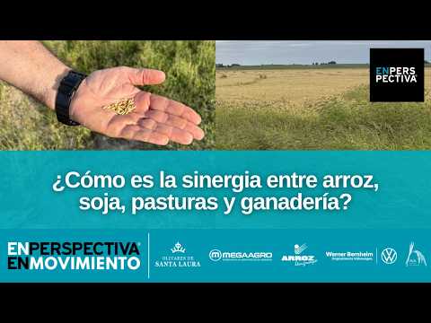 Cosecha de arroz 2026 en Berachí, Cerro Largo: ¿Qué resultados se espera de esta zafra?