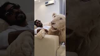 【自宅紹介】ライオンがいる生活