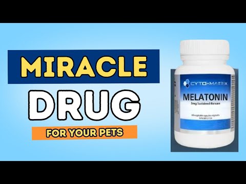 Uncover 7 New Benefits of Melatonin for Pets