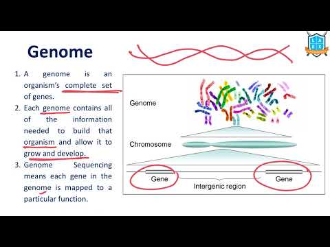 What is Genome ? || Genome అంటే ఏమిటి?