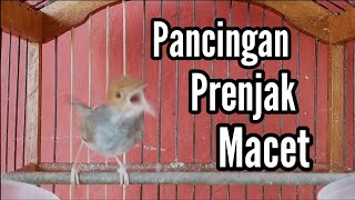 Download lagu Pancingan PRENJAK BETINA GACOR, Sangat Ampuh Mengatasi Prenjak Anda Yang Macet mp3 Download lagu Pancingan PRENJAK BETINA GACOR, Sangat Ampuh Mengatasi Prenjak Anda Yang Macet mp3