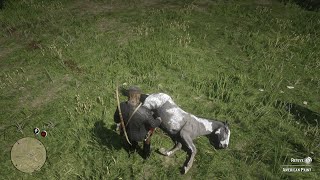 The easiest and fastest way to tame a wild horse